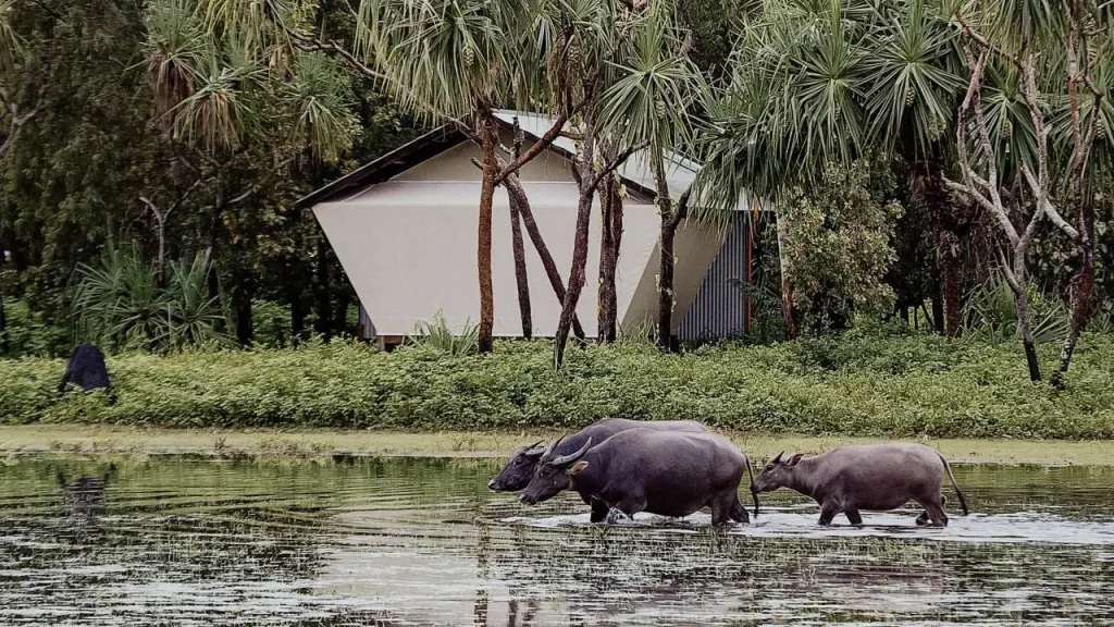 Best for animal encounters
